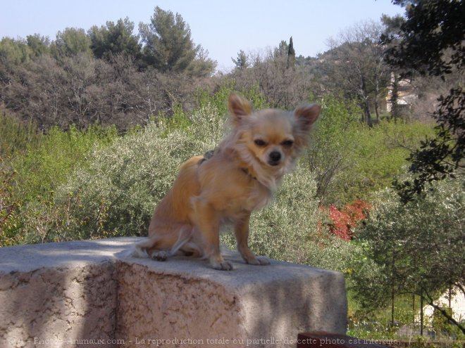 Photo de Chihuahua  poil long