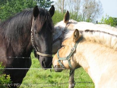 Photo de Races diffrentes