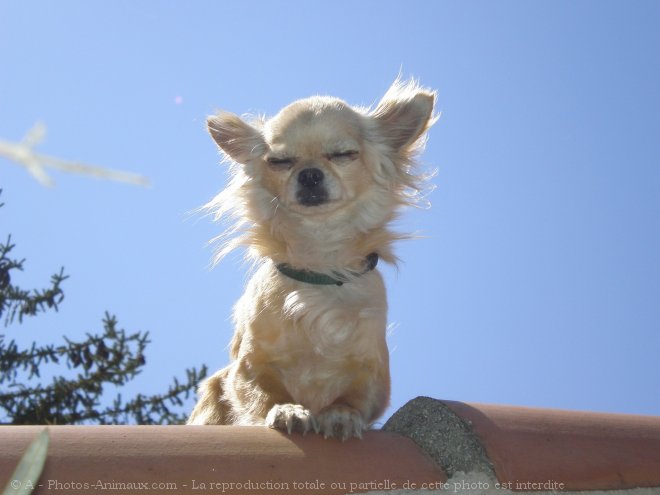 Photo de Chihuahua  poil long