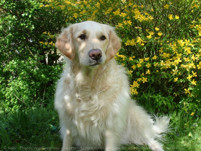 Photo de Golden retriever