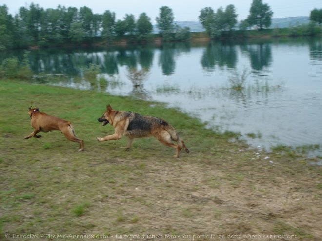 Photo de Berger allemand  poil court