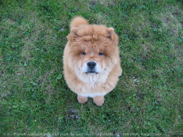 Photo de Chow chow