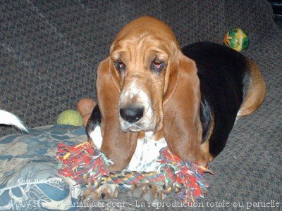 Photo de Basset hound