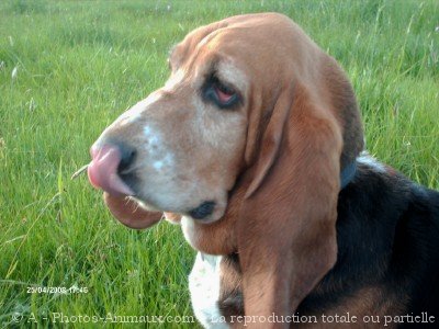 Photo de Basset hound