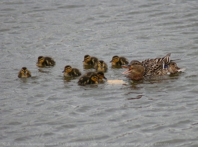 Photo de Canard colvert