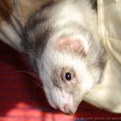 Photo de Furet