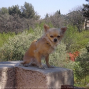 Photo de Chihuahua  poil long