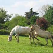 Photo de Races diffrentes