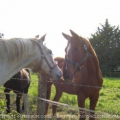 Photo de Races diffrentes