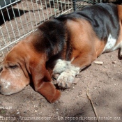 Photo de Basset hound