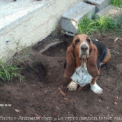 Photo de Basset hound