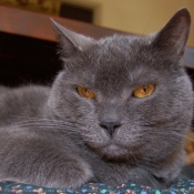 Photo de Chartreux