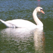 Photo de Cygne