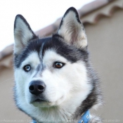 Photo de Husky siberien