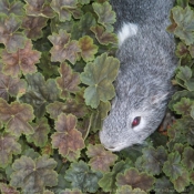 Photo de Cochon d'inde - agouti