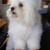 Photo de Coton de tulear