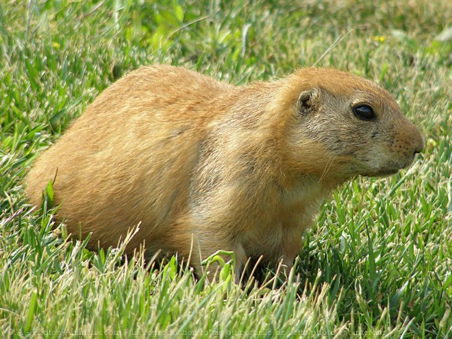 Photo de Chien de prairie