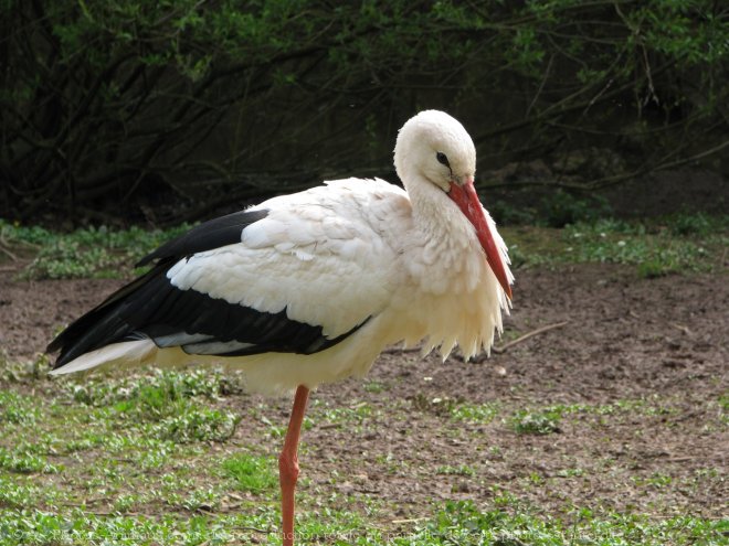 Photo de Cigogne