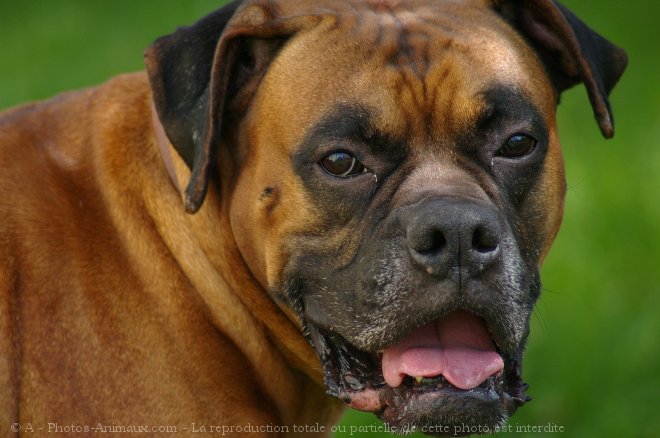 Photo de Boxer