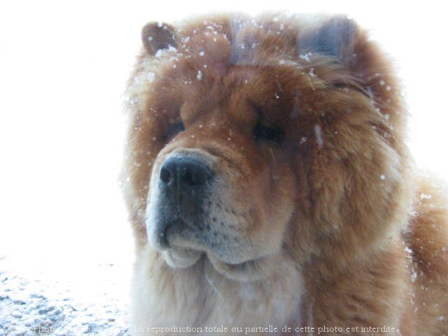 Photo de Chow chow