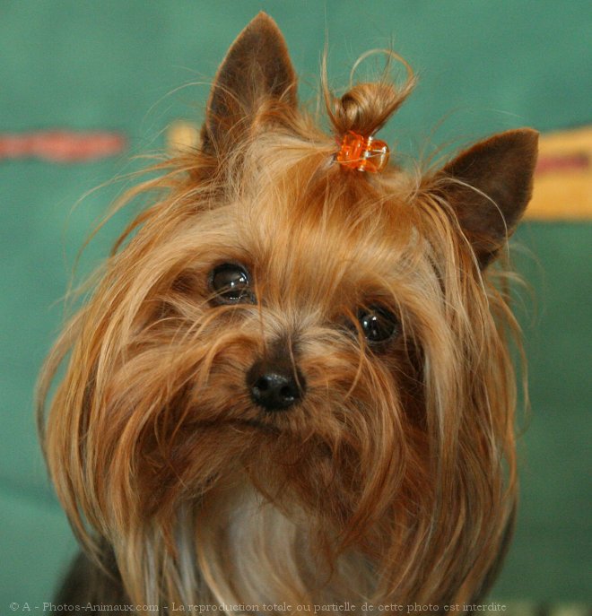 Photo de Yorkshire terrier