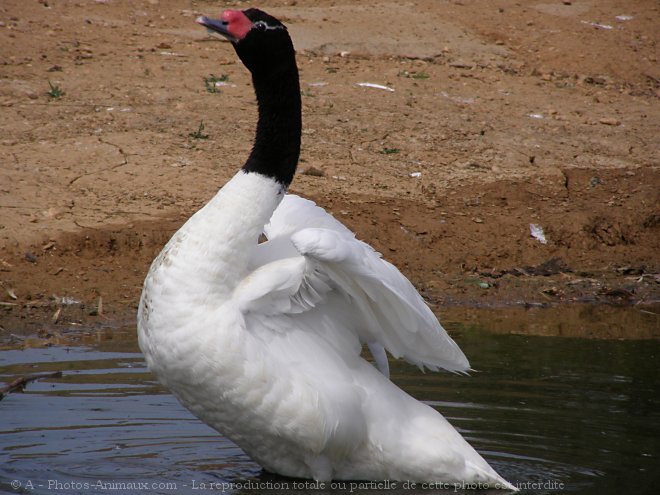 Photo de Cygne