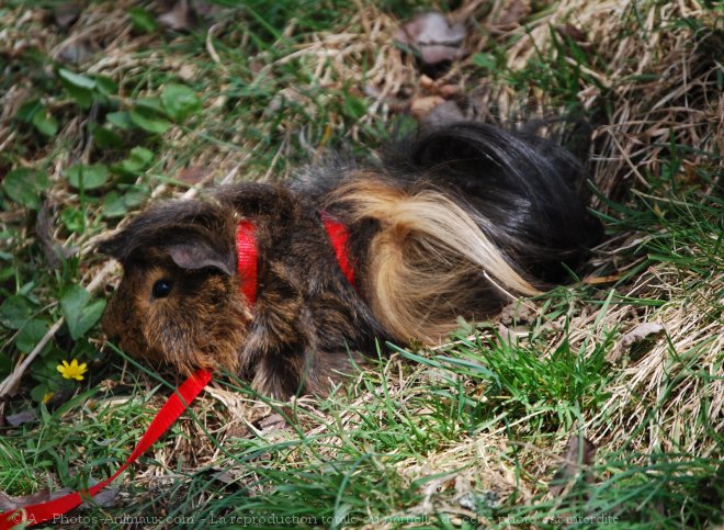 Photo de Cochon d'inde - pruvien