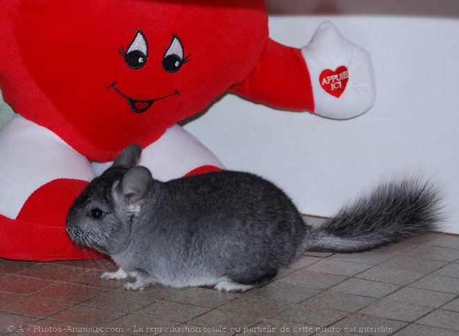 Photo de Chinchilla