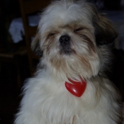 Photo de Shih tzu