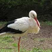 Photo de Cigogne