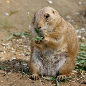 Photo de Chien de prairie