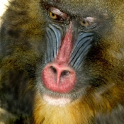 Photo de Singe