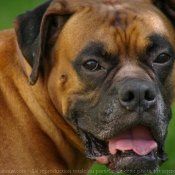 Photo de Boxer