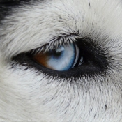 Photo de Husky siberien