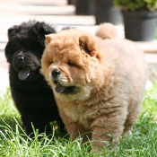 Photo de Chow chow