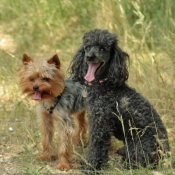 Photo de Yorkshire terrier