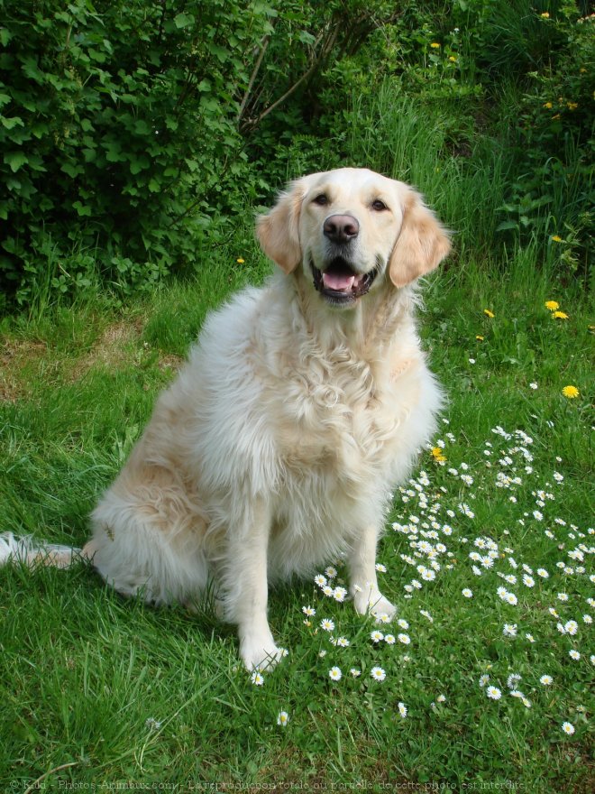 Photo de Golden retriever