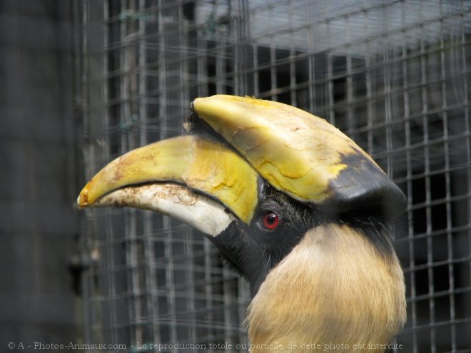 Photo de Toucan