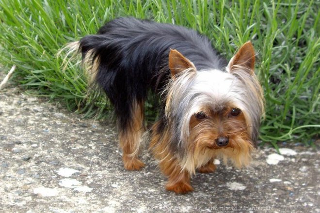 Photo de Yorkshire terrier