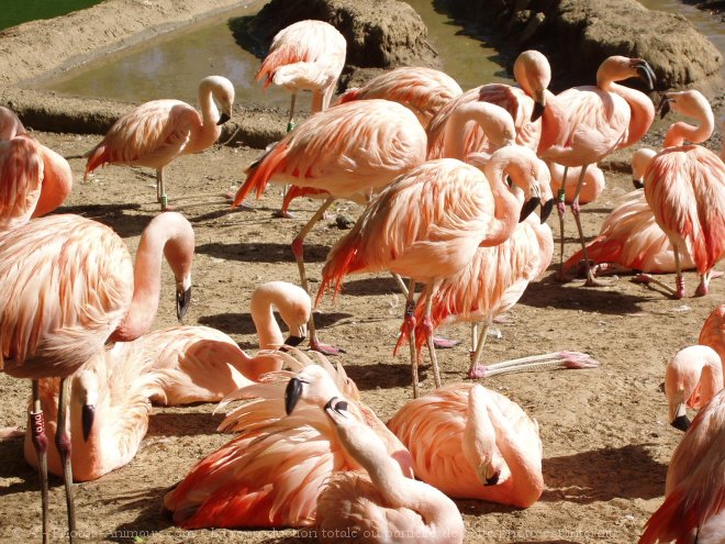 Photo de Flamand rose