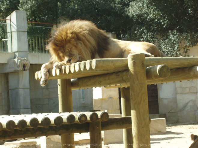 Photo de Lion