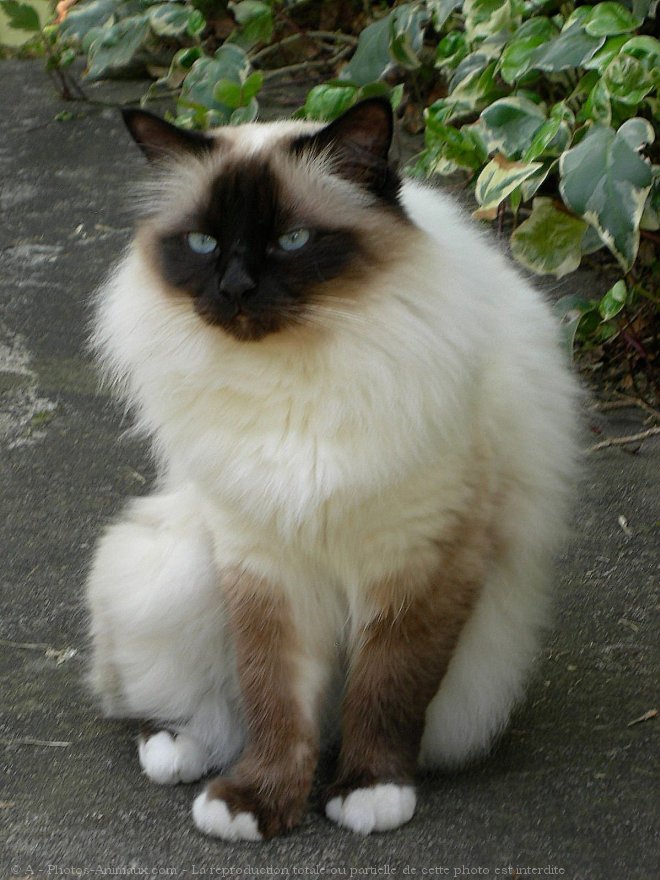 Photo de Sacr de birmanie