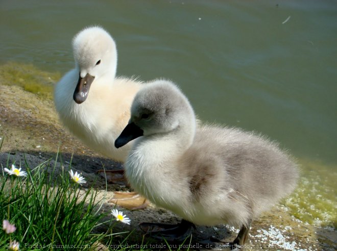 Photo de Cygne