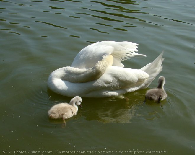 Photo de Cygne