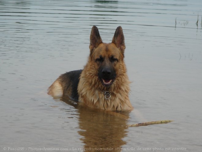 Photo de Berger allemand  poil court