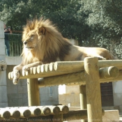 Photo de Lion