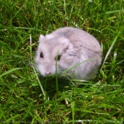 Photo de Hamster