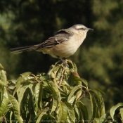 Photo d'Alouette calandre