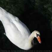 Photo de Cygne