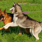 Photo de Husky siberien